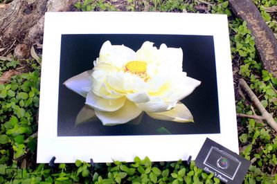 White water Lily Print