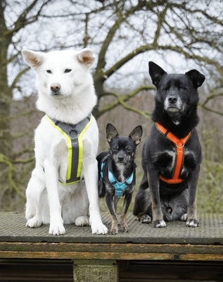 Annyx Harness: Protect
