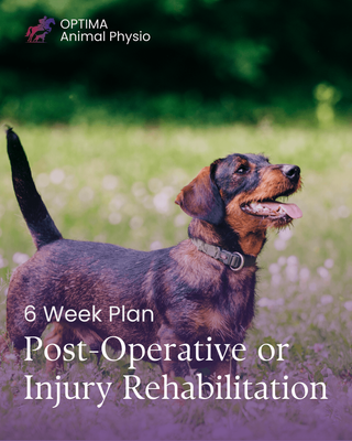 6-Week Recovery Plan | Post-Operative or Injury Rehabilitation