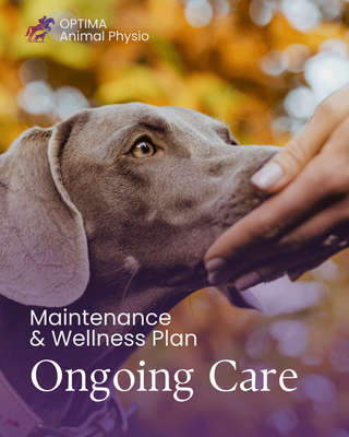 Maintenance and Wellness Plan | Ongoing Care