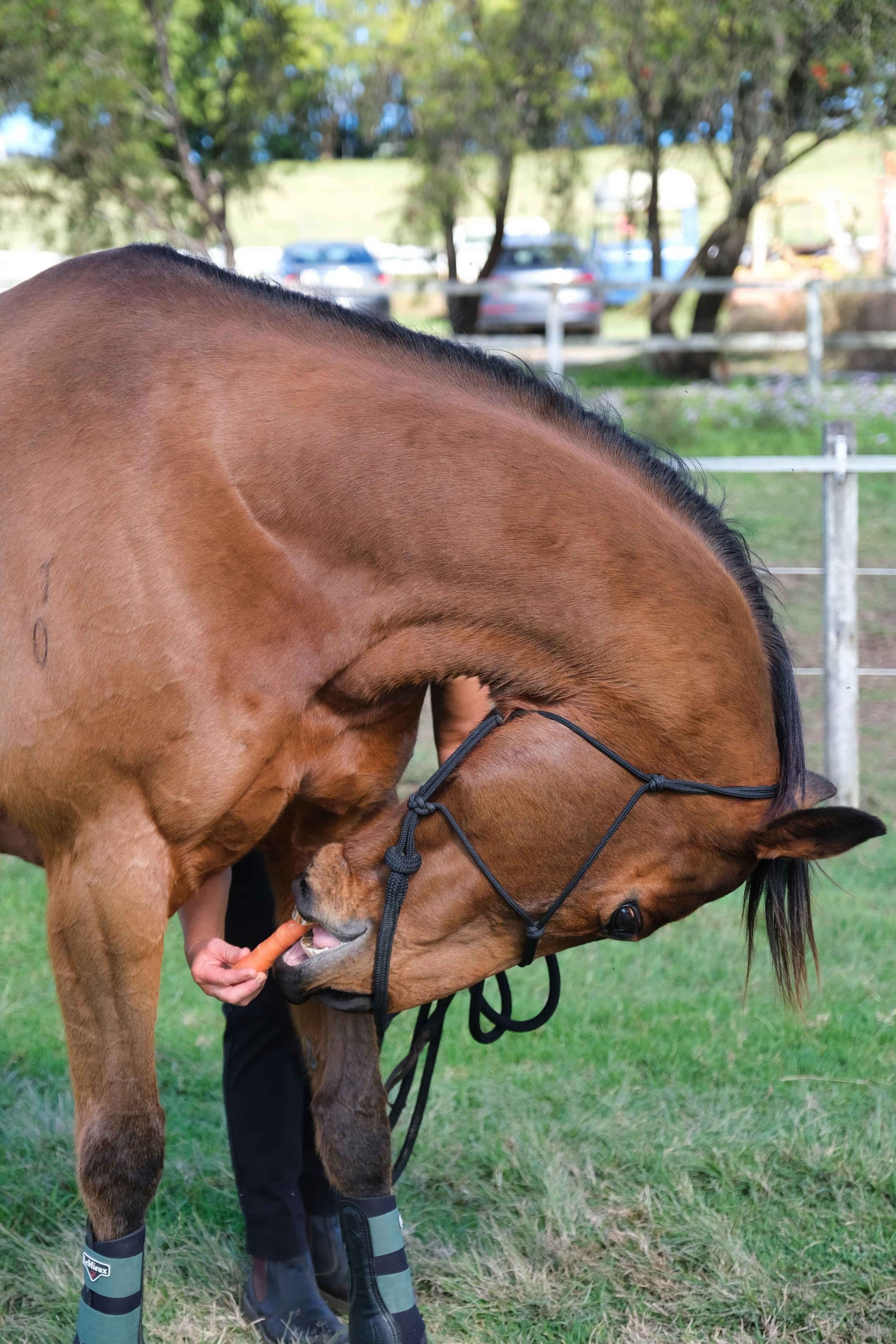 Animal Physiotherapist Katrinka Geelen treating a horse