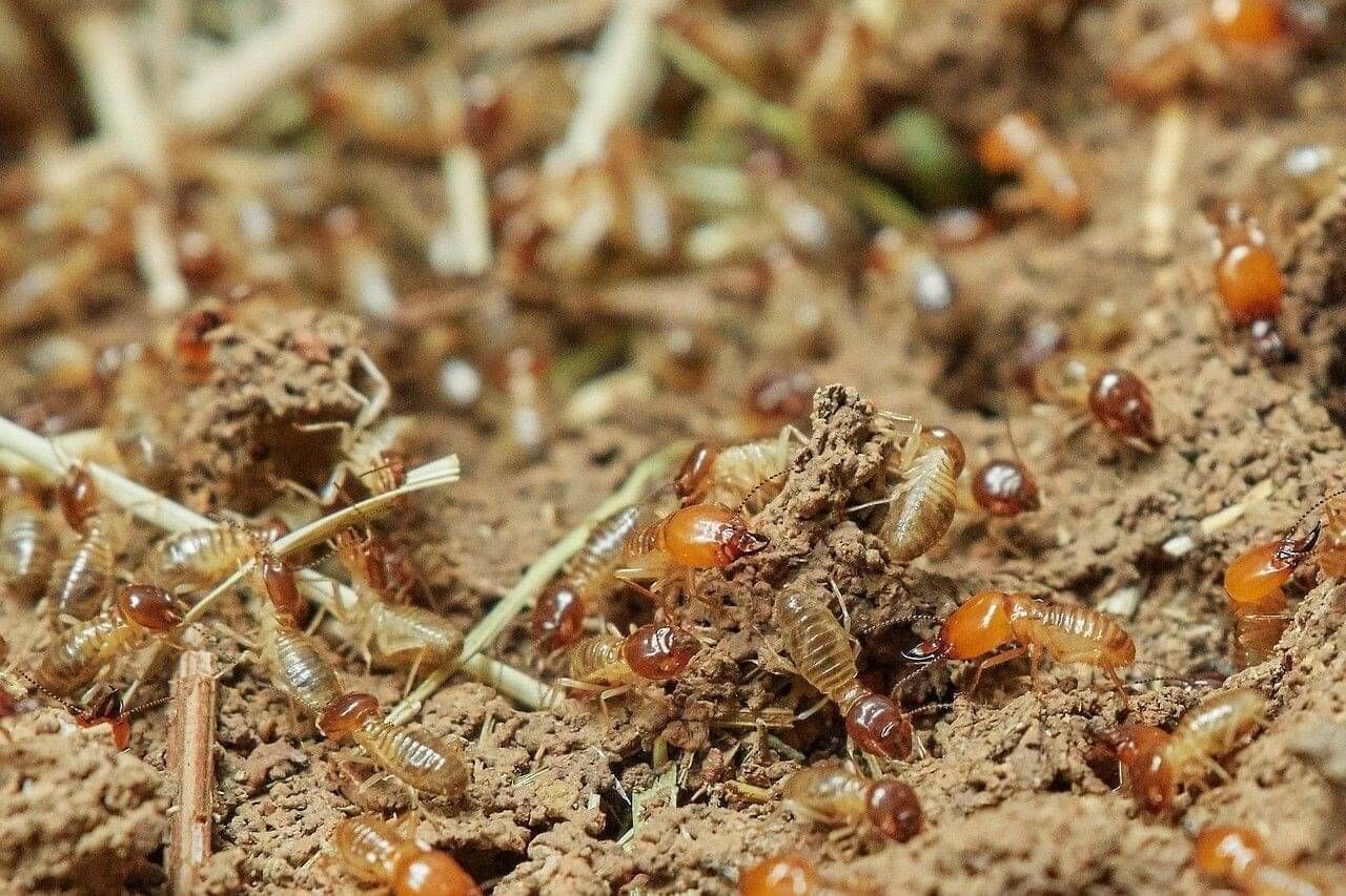 Termites requiring pest control in Canberra