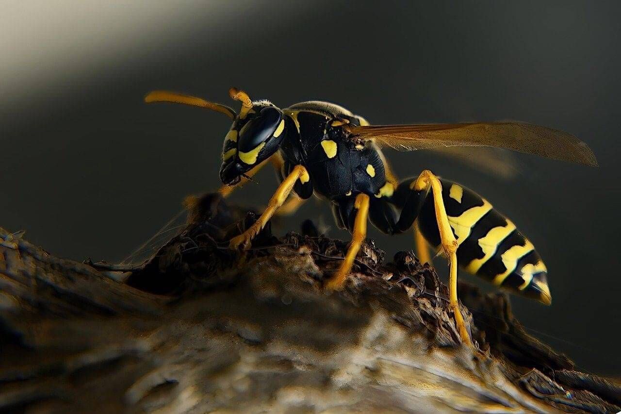 Wasps requiring pest control in Canberra