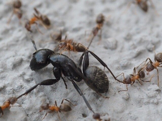 Black ants requiring pest control in Canberra