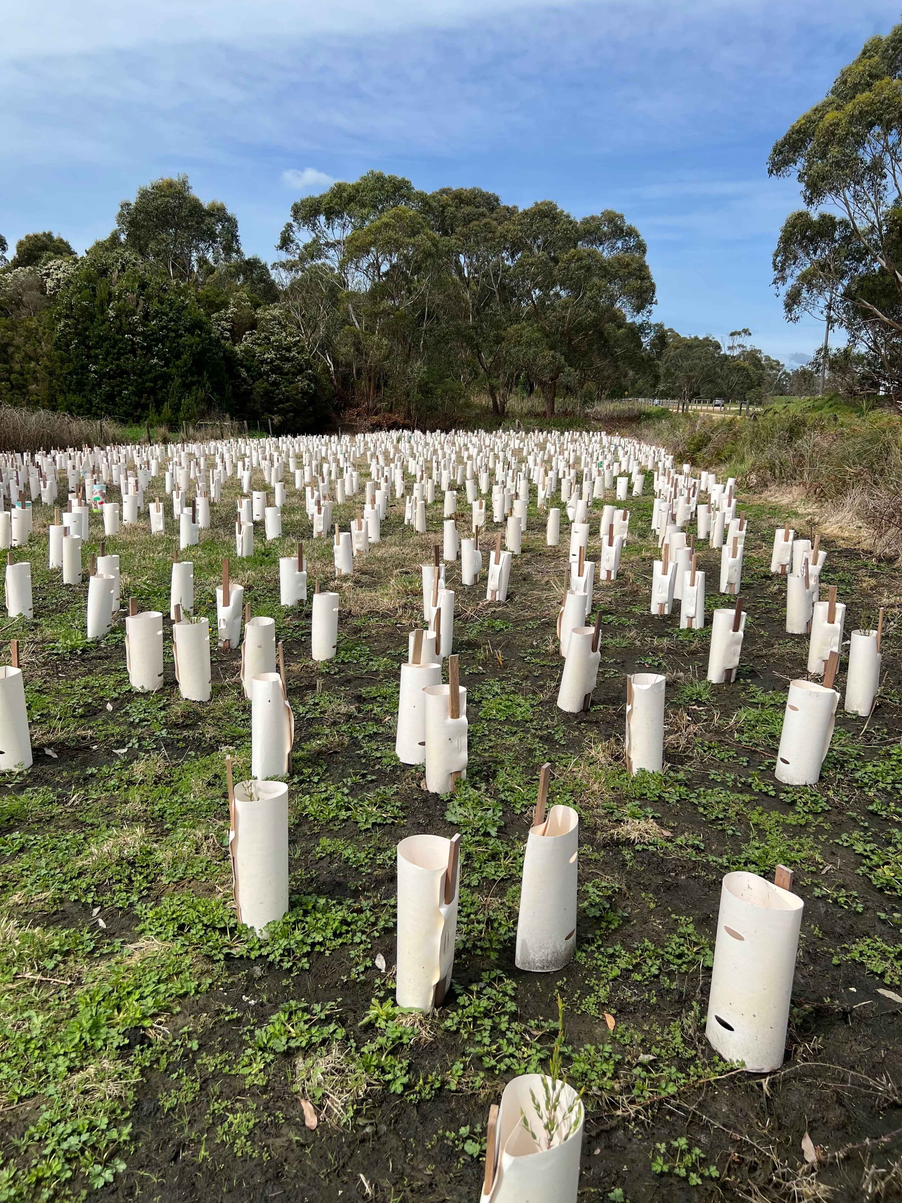 Rail Trail planting 28 August