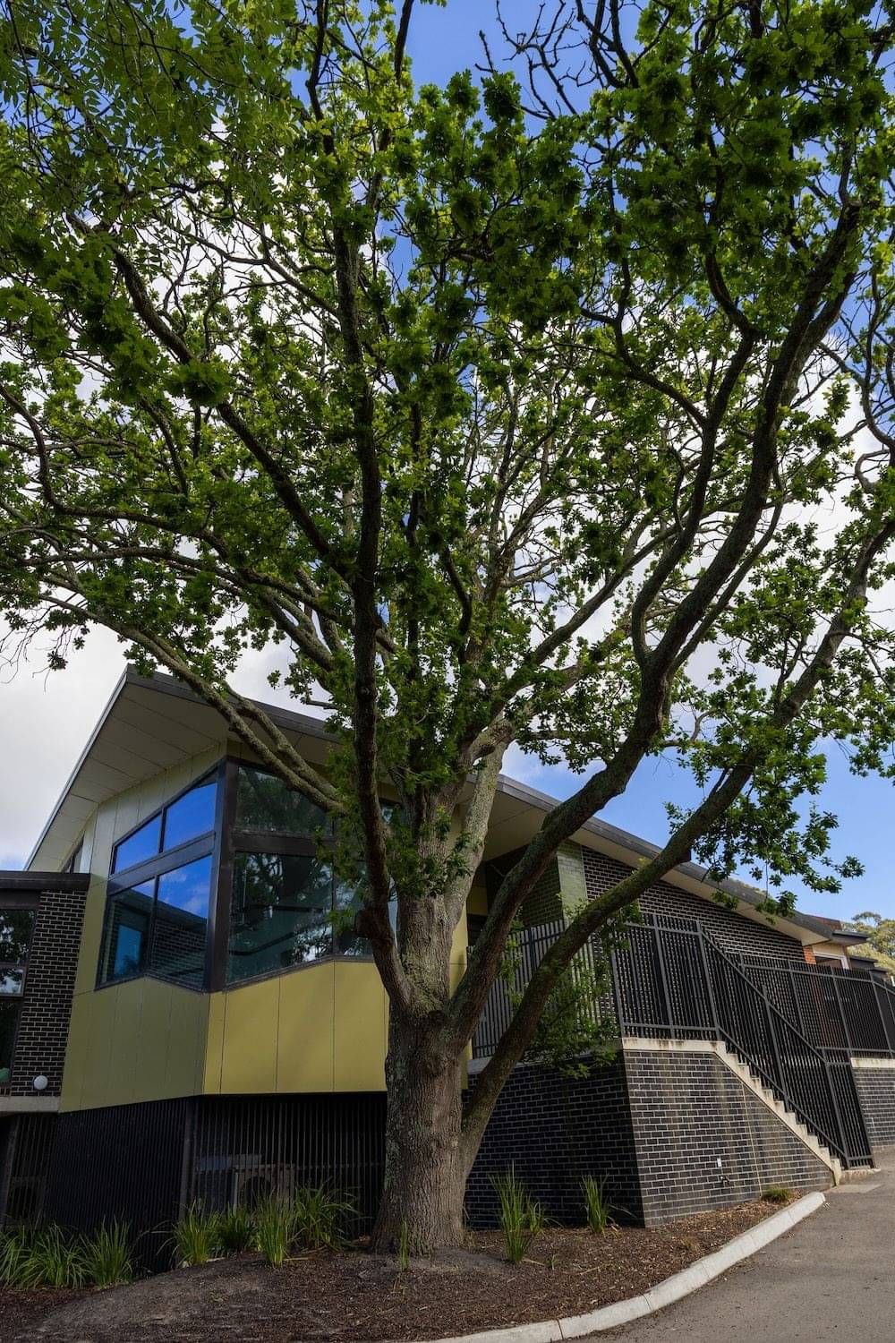 Beautiful big tree infront of a school building at Red Hill Consolidated School, Mornington Peninsula, Victoria.