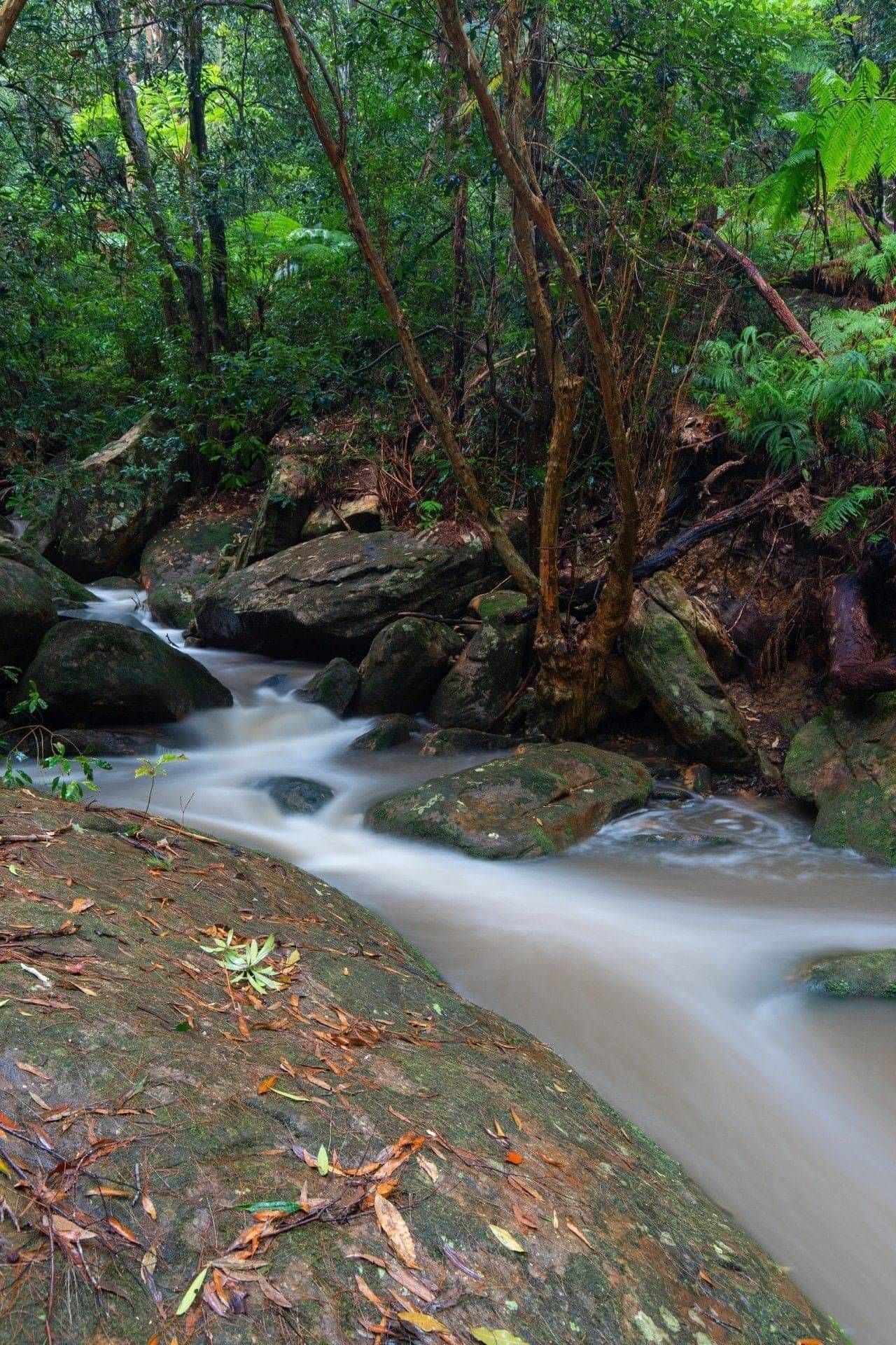 The ANZAC Way - Image of Stream for Reflection